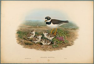 Aegialitis Hiaticula - Gravelot à collier double - John Gould