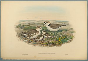 Aegialophilus Cantianus - Gravelot à collier interrompu - John Gould