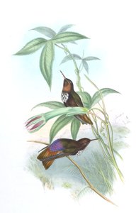 Aglaeactis castelnaui - John Gould