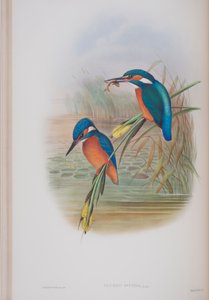 Alcedo Ispida, planche tirée de The Birds of Great Britain par John Gould, publié 1862-73 - John Gould