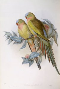 Graveur de John Gould, Perruche d
