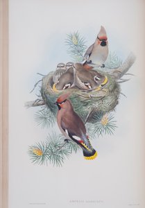 Ampelis Garrulus, planche tirée de The Birds of Great Britain par John Gould, publié 1862-73 - John Gould