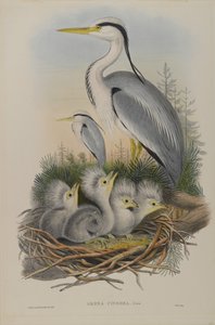 Ardea Cinerea - Héron - John Gould