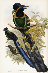Astrapia d