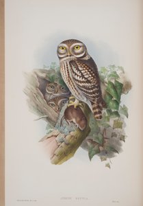Athene Noctua, planche tirée de The Birds of Great Britain par John Gould, publié 1862-73 - John Gould