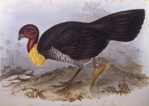 Dindon brossard australien (Alectura lathami), gravure par John Gould - John Gould