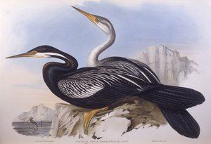 Anhinga d