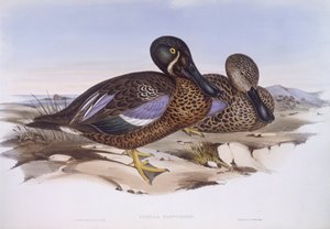 Canard souchet australien (Anas rhynchotis), gravure de John Gould - John Gould