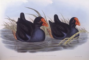 Talève sultane australienne (Porphyrio melanotus), gravure par John Gould - John Gould