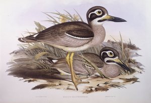 Œdicnème bridé (Esacus magnirostris ou Burhinus giganteus), Gravure de John Gould - John Gould