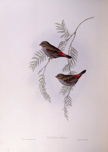 Diamant à queue rouge (Stagonopleura bella), gravure de John Gould - John Gould