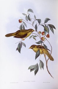 Manorine à sourcils noirs (Manorina melanophrys), Gravure de John Gould