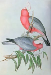 Oiseaux d