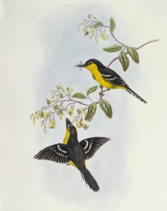 Boatbill à poitrine noire (Machaerirhynchus nigripectus), gravure par John Gould - John Gould