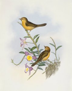 Timalie à menton noir (Stachyris pyrrhops), Gravure de John Gould - John Gould