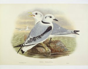 Mouette tridactyle (Rissa tridactyla), gravure par John Gould, William Hart, H C Richte - John Gould