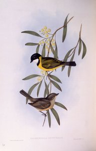 Siffleur à queue noire (Pachycephala melanura), gravure par John Gould - John Gould