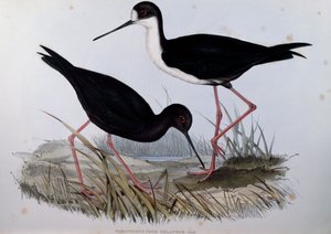 Échasse noire (Himantopus novaezelandiae), gravure de Birds of Australia - John Gould