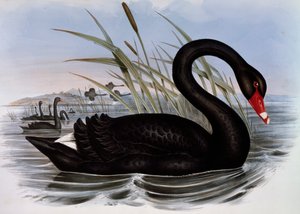 Cygne noir (Cygnus atratus), gravure des Oiseaux d