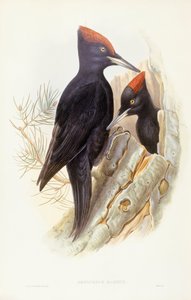 Pic noir (Dryocopus martius), gravure par John Gould - John Gould