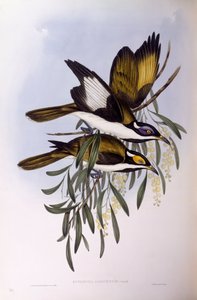 Méliphage à face bleue (Entomyzon cyanotis), gravure par John Gould