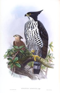 Aigle de Blyth Nisaetus alboniger (Gmelin) - John Gould