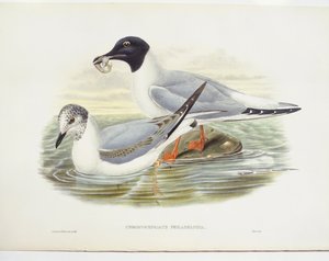 Mouette de Bonaparte (Larus philadelphia), illustration - John Gould