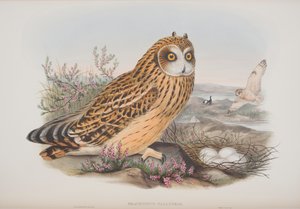 Brachyotus Palustris, planche tirée de The Birds of Great Britain par John Gould, publié 1862-73 - John Gould