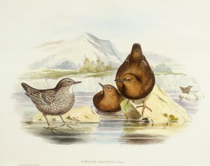Cincle brun (Cinclus pallasii), Gravure de John Gould - John Gould