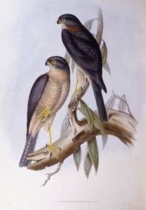 Cincle brun (Cinclus pallasii), gravure par John Gould - John Gould