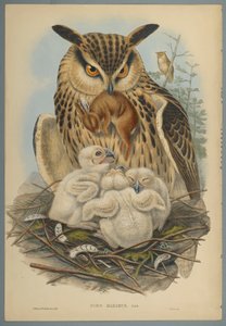 Bubo Maximus : Hibou - John Gould