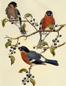 Bouvreuil (Pyrrhula pyrrhula), gravure de John Gould - John Gould