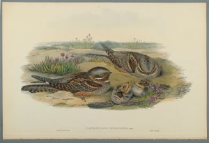 Caprimulgus Europaeus - John Gould