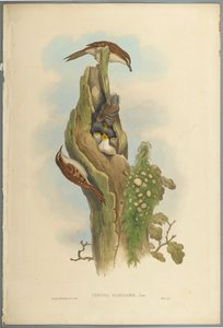 Certhia Familiaris - Grimpereau des jardins - John Gould