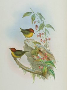 Cettia castaneocoronata - John Gould