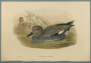 Chaulelasmus Strepera : Canard chipeau - John Gould