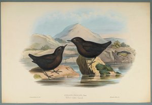 Cinclus Pallasi : Cincle de Pallas - John Gould