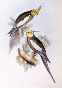 Calopsitte élégante (Nymphicus hollandicus), gravure de John Gould