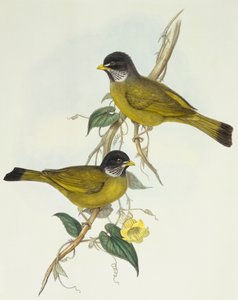 Bulbul à collier (Spizixos semitorques), gravure par John Gould