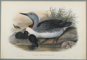 Colymbus Septentrionalis : Plongeon catmarin - John Gould