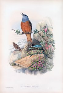 Merle de roche