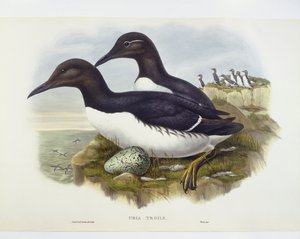 Guillemot de Troïl (Uria aalge), gravure par John Gould, William Hart, H C Richter - John Gould