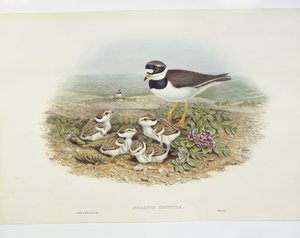 Pluvier grand-gravelot (Charadrius hiaticula), illustration - John Gould