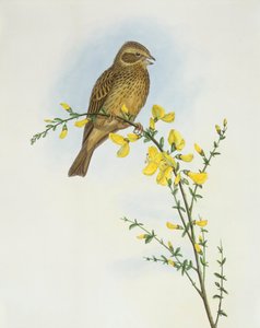 Bruant proyer (Miliaria ou Emberiza calandra), Gravure de John Gould