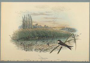 Cotyle Riparia - John Gould