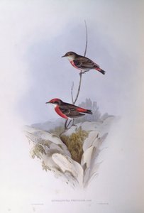 Myrmidon écarlate (Epthianura tricolour), gravure de John Gould - John Gould