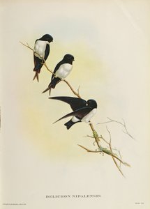 Delichon nipalensis, de 