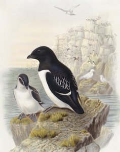 Mergule nain (Alle alle), Gravure de John Gould - John Gould