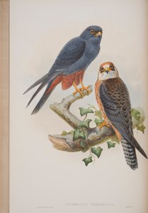 Erythropus Vespertinus, planche tirée de Les Oiseaux de Grande-Bretagne par John Gould, publié 1862-73