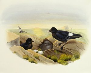Océanite tempête (Hydrobates pelagicus), Gravure de John Gould - John Gould